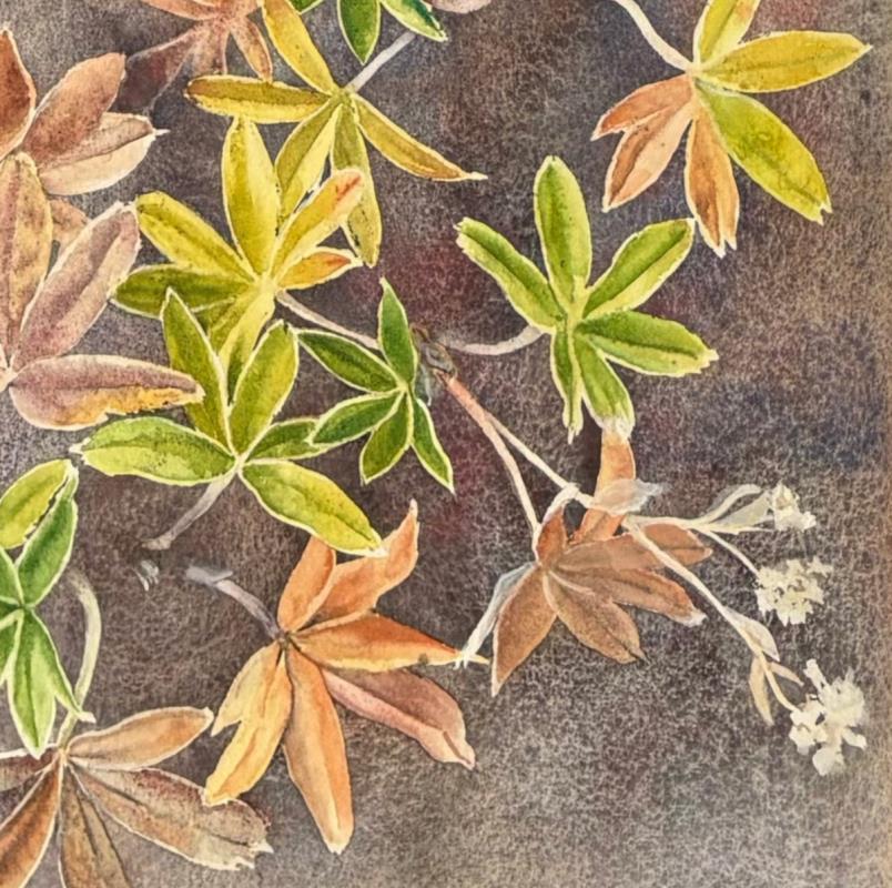 Ljónslappi - Alchemilla alpina